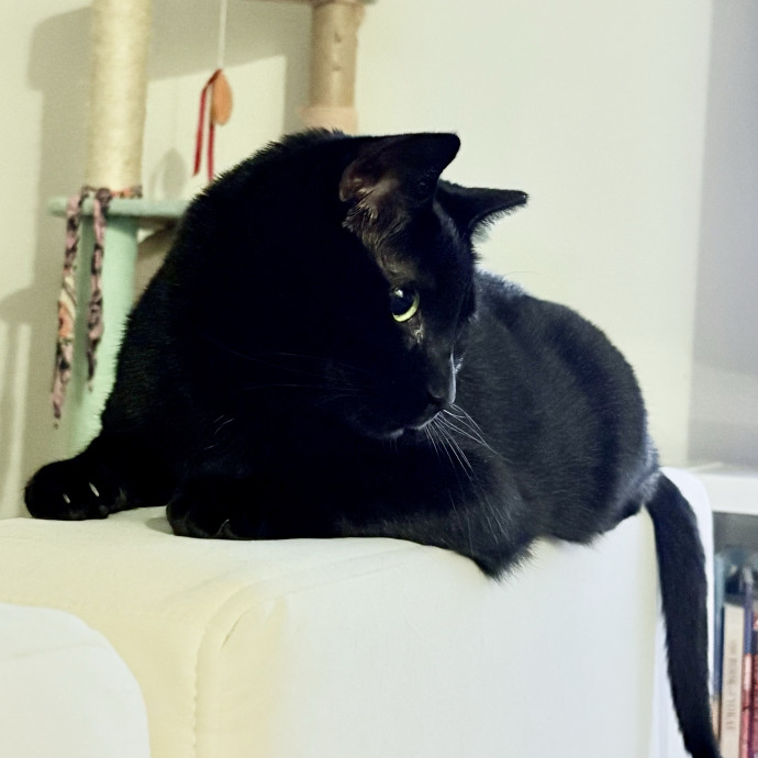 Experienced Cat Lover In Lewes photo 2