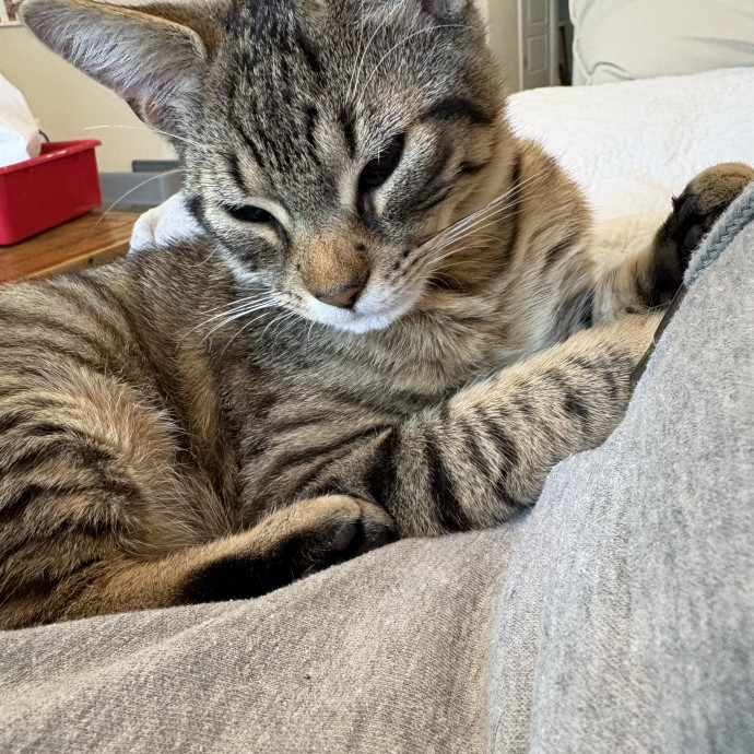 Experienced Cat Lover In Lewes photo 3
