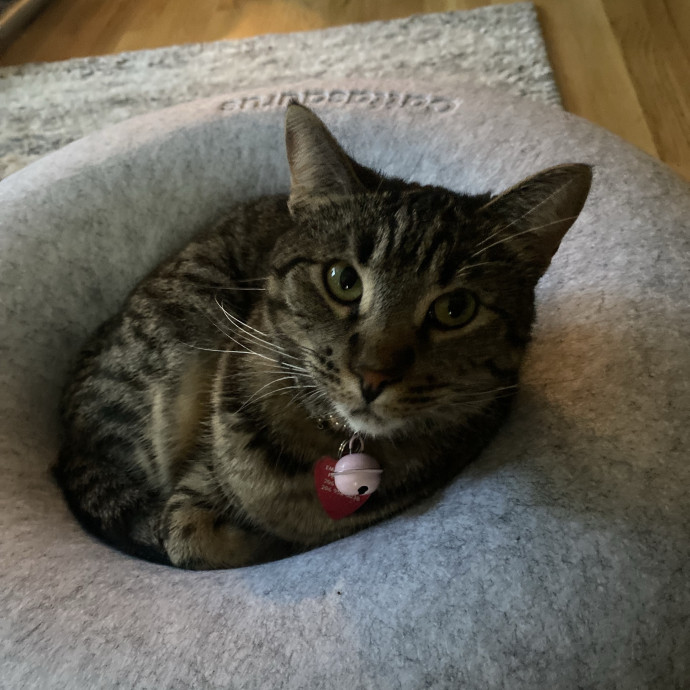 Kitty Caretaker