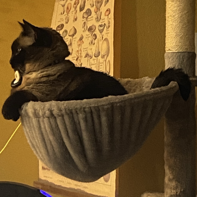 Kitty Caretaker
