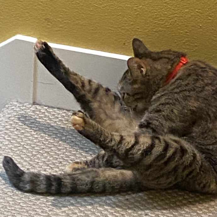 Kitty Caretaker