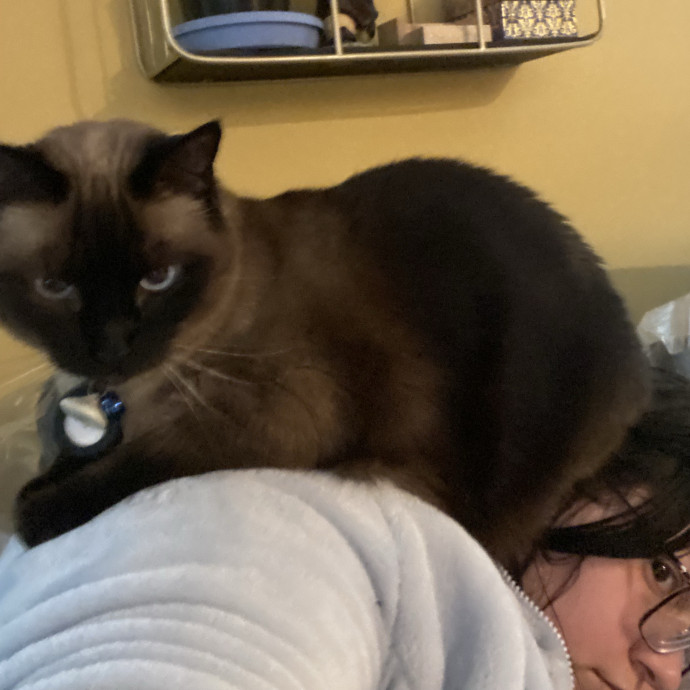 Kitty Caretaker