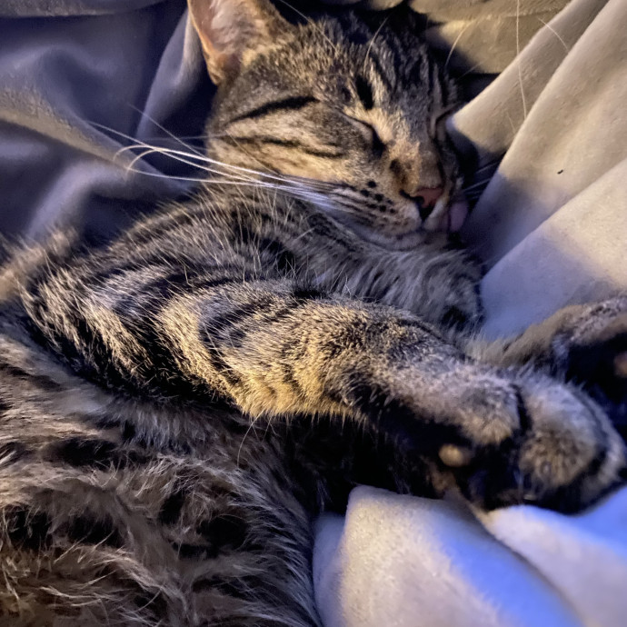 Kitty Caretaker