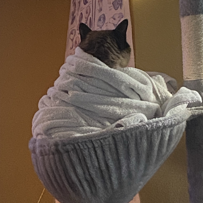 Kitty Caretaker