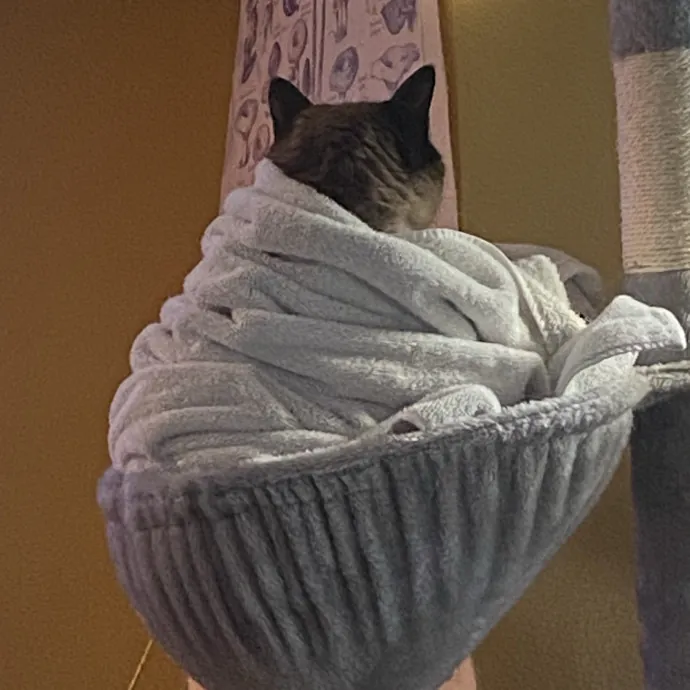 Kitty Caretaker