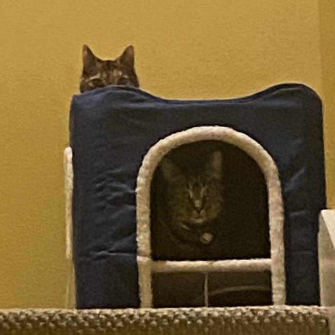 Kitty Caretaker