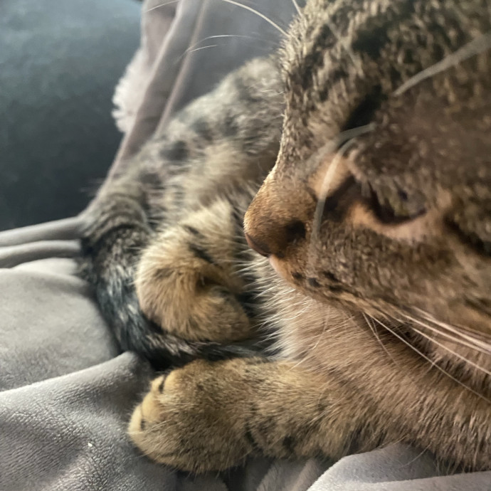 Kitty Caretaker