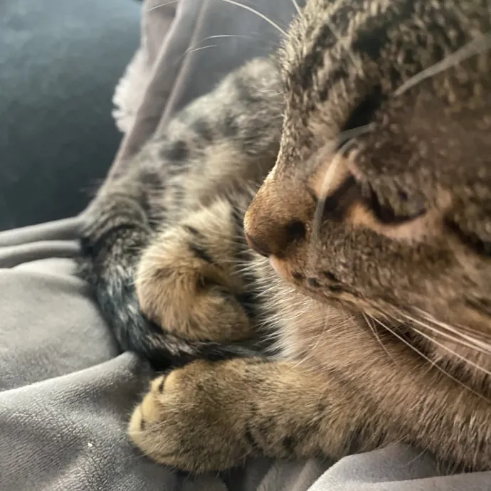 Kitty Caretaker