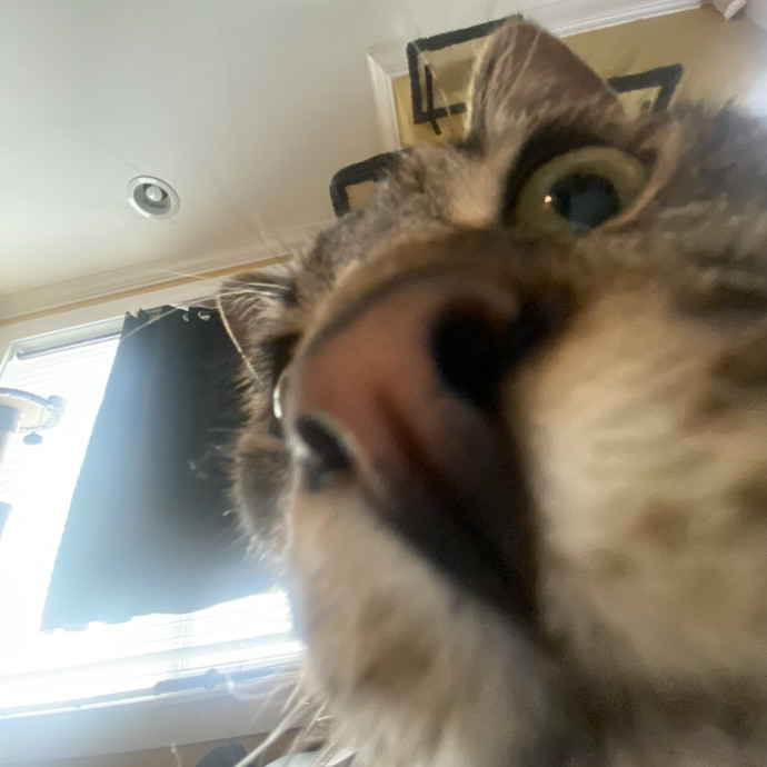Kitty Caretaker