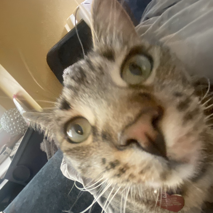Kitty Caretaker