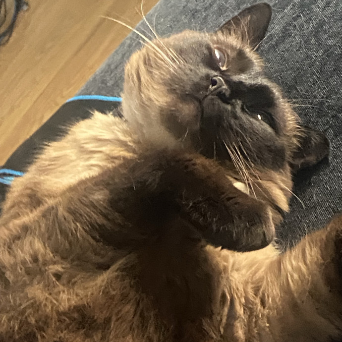 Kitty Caretaker