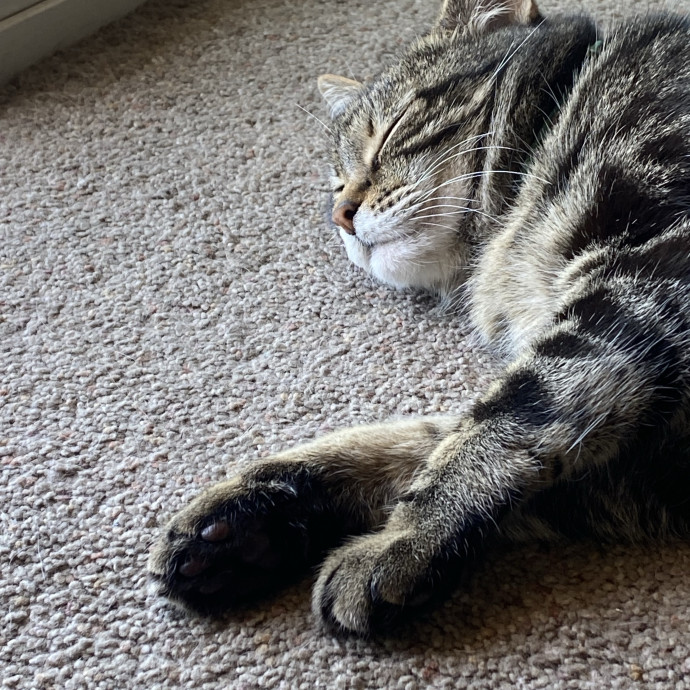 Kitty Caretaker photo 3