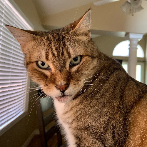 Cindy's Kitty Cat Care