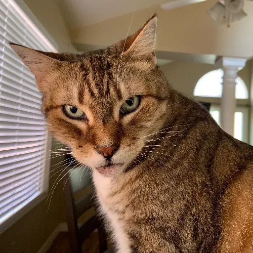 Cindy's Kitty Cat Care
