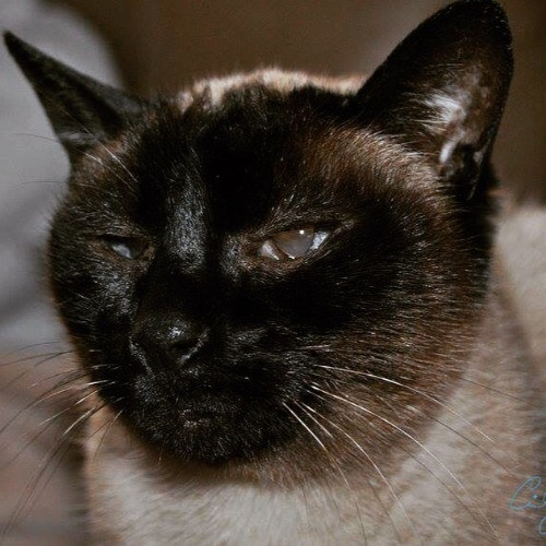 Cindy's Kitty Cat Care