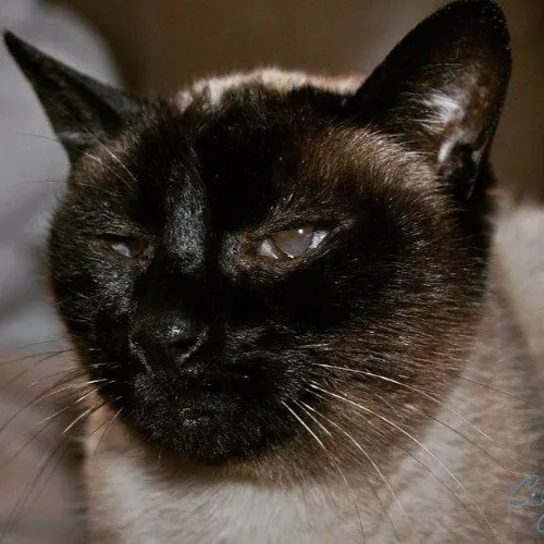 Cindy's Kitty Cat Care