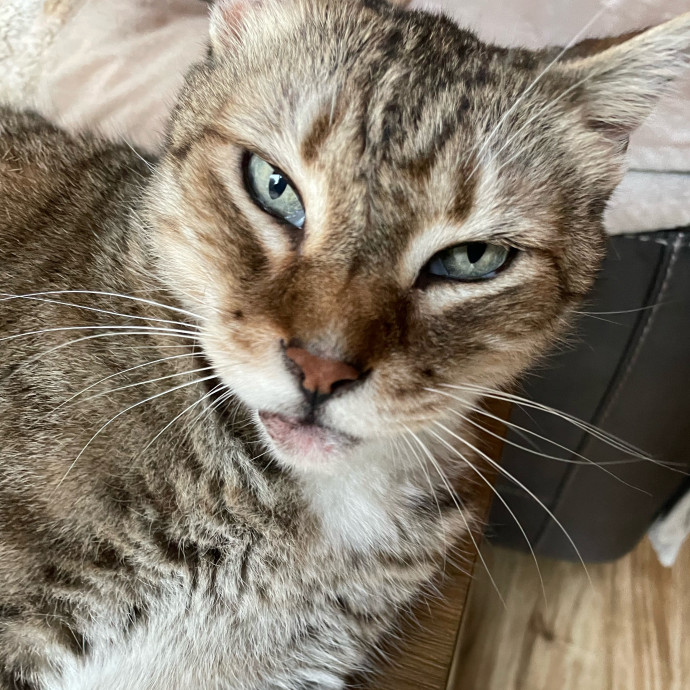 Cindy's Kitty Cat Care