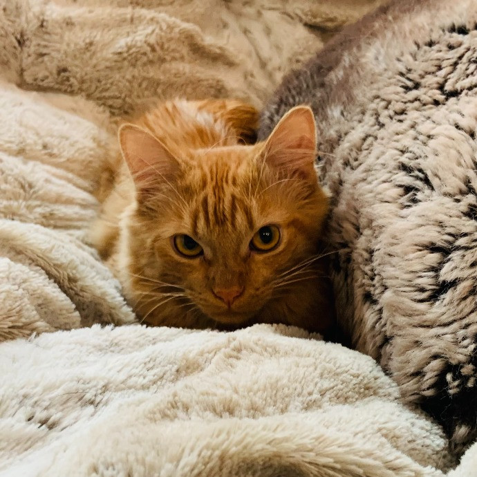 Cindy's Kitty Cat Care