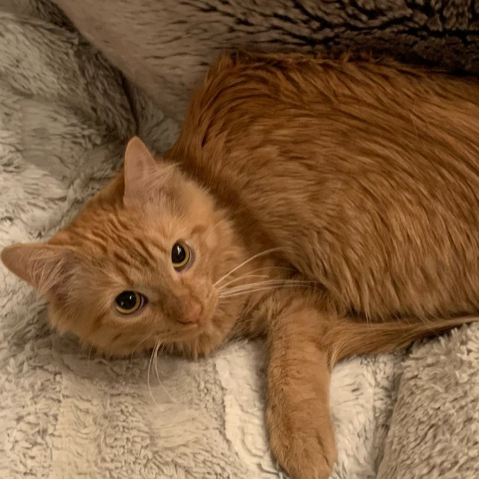Cindy's Kitty Cat Care
