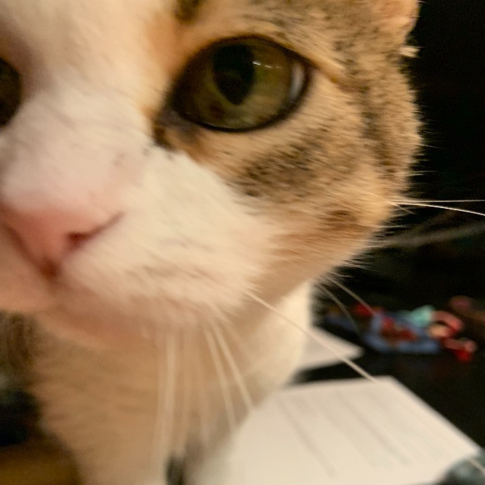 Cindy's Kitty Cat Care