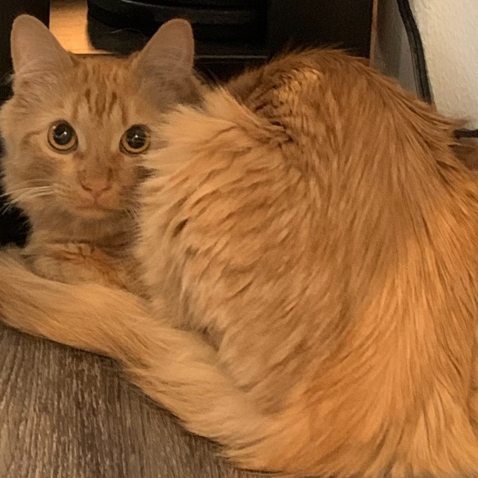 Cindy's Kitty Cat Care photo 3