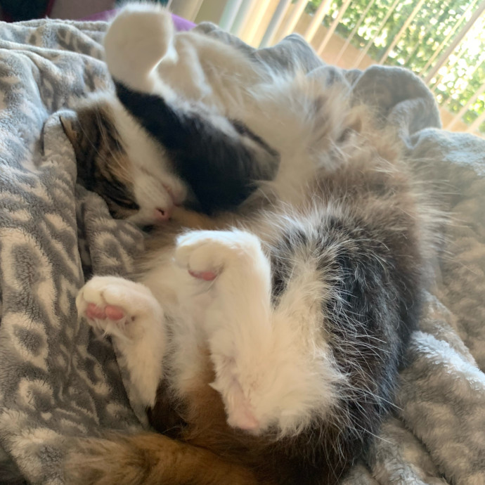 The Cat's Meow - Pleasanton