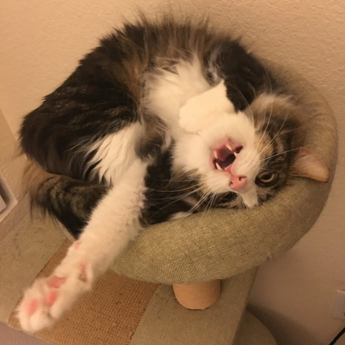 The Cat's Meow - Pleasanton