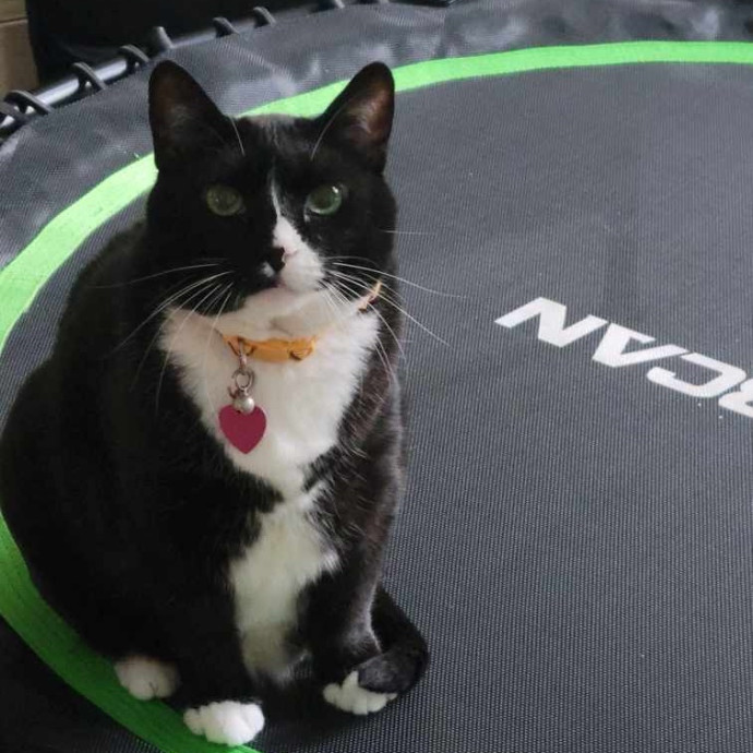 Coleman's Cozy Cat Care