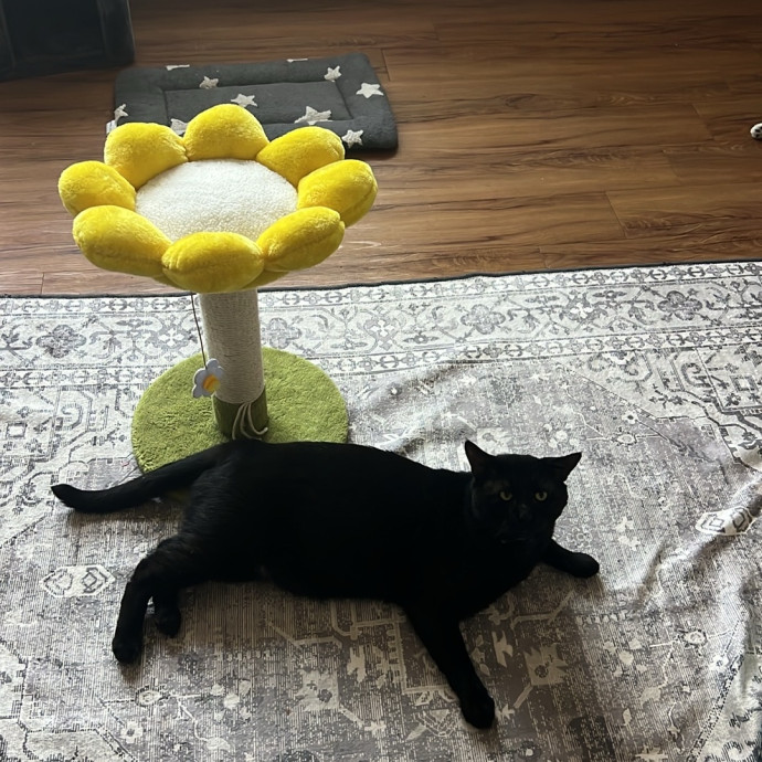 Coleman's Cozy Cat Care