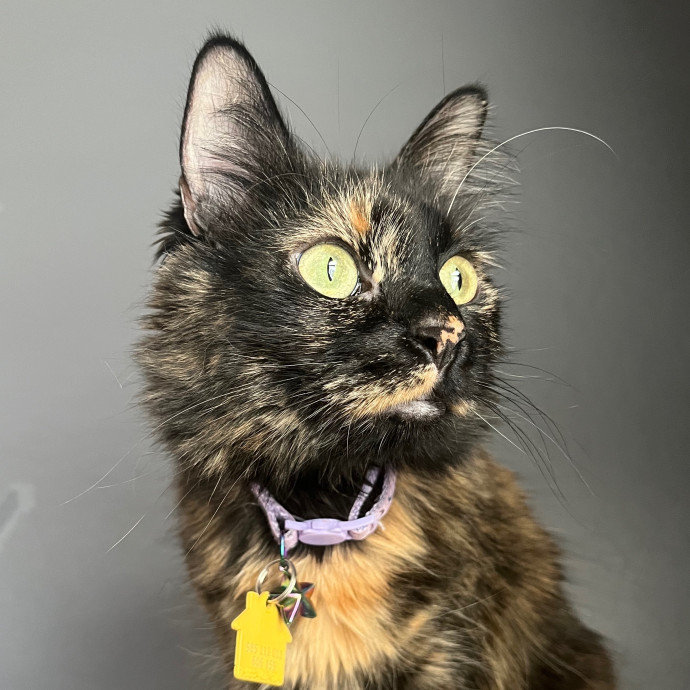Brianna's Cat Haven Sitting Service