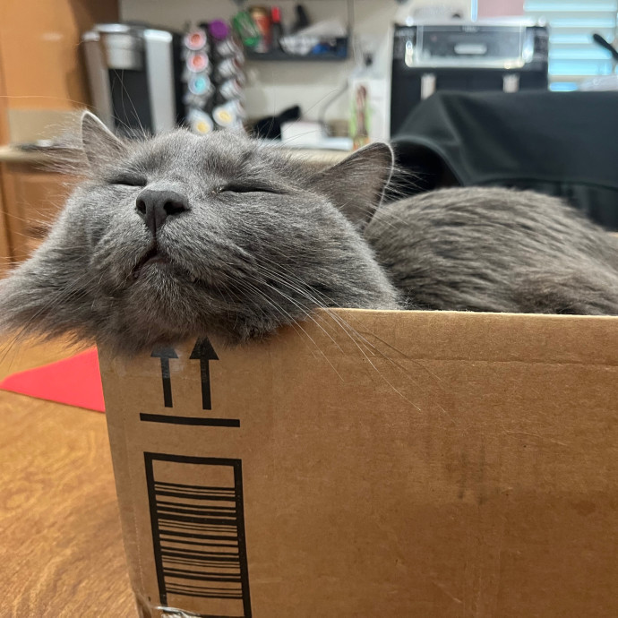 Brianna's Cat Haven Sitting Service