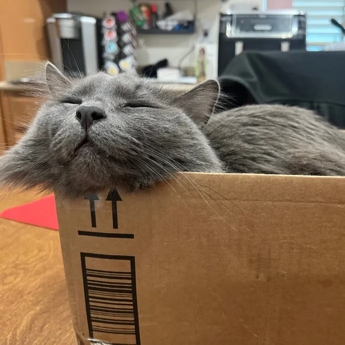Brianna's Cat Haven Sitting Service