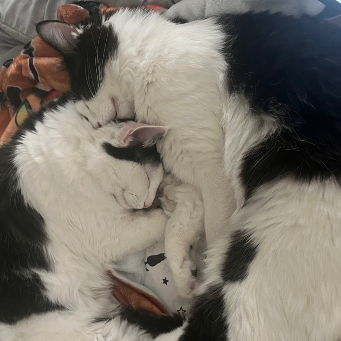 Brianna's Cat Haven Sitting Service