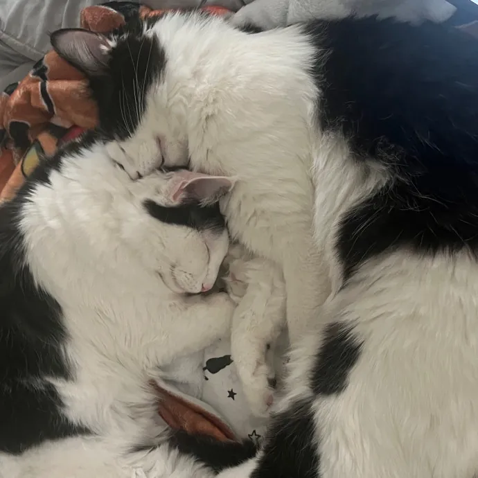Brianna's Cat Haven Sitting Service