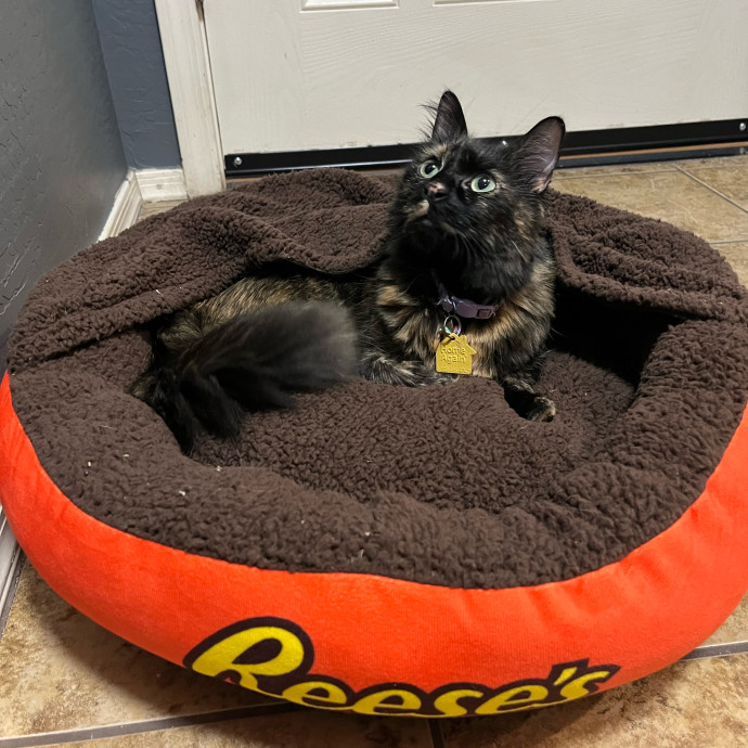 Brianna's Cat Haven Sitting Service