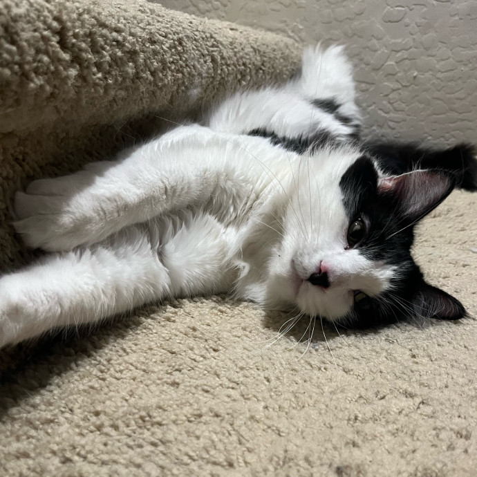 Brianna's Cat Haven Sitting Service