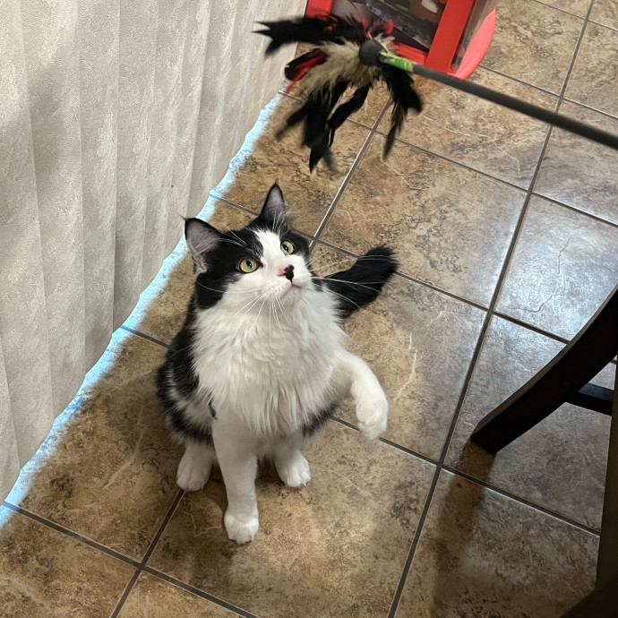 Brianna's Cat Haven Sitting Service