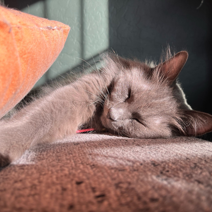 Brianna's Cat Haven Sitting Service photo 3