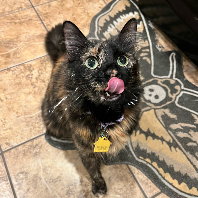 Brianna's Cat Haven Sitting Service photo 2