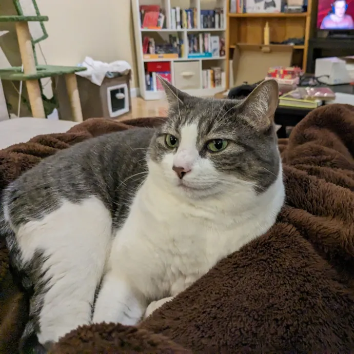 Amazing Chin Scratches Guaranteed