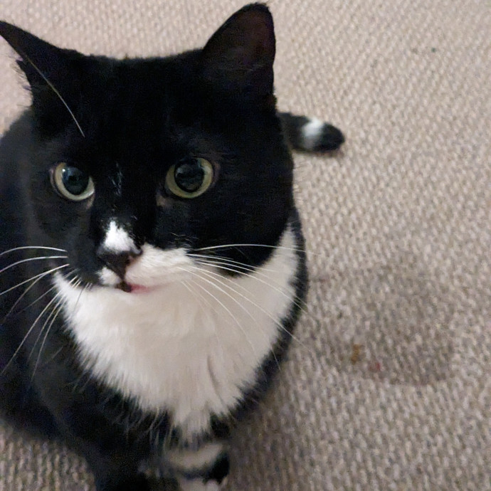 Amazing Chin Scratches Guaranteed
