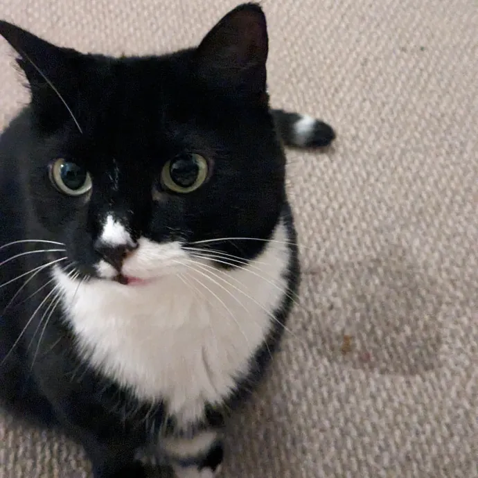 Amazing Chin Scratches Guaranteed