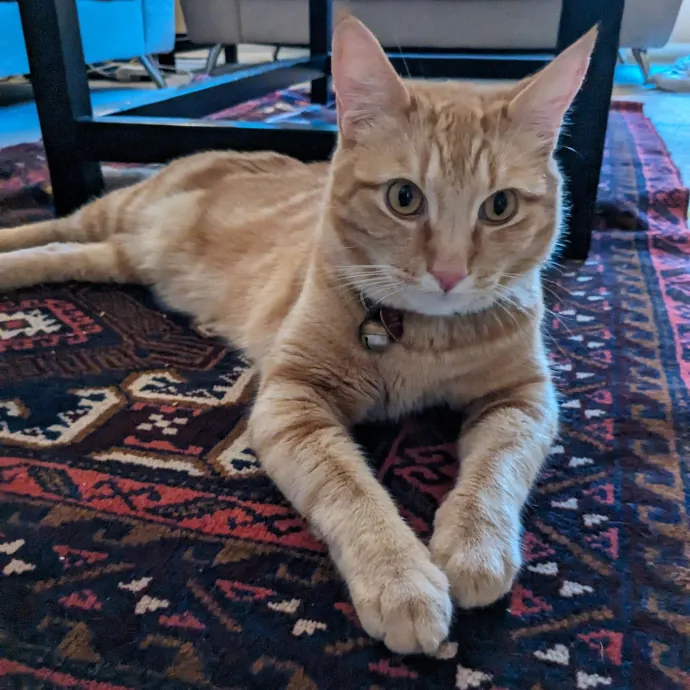 Amazing Chin Scratches Guaranteed