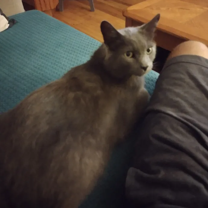 Press Paws And Live In The Meow photo 2