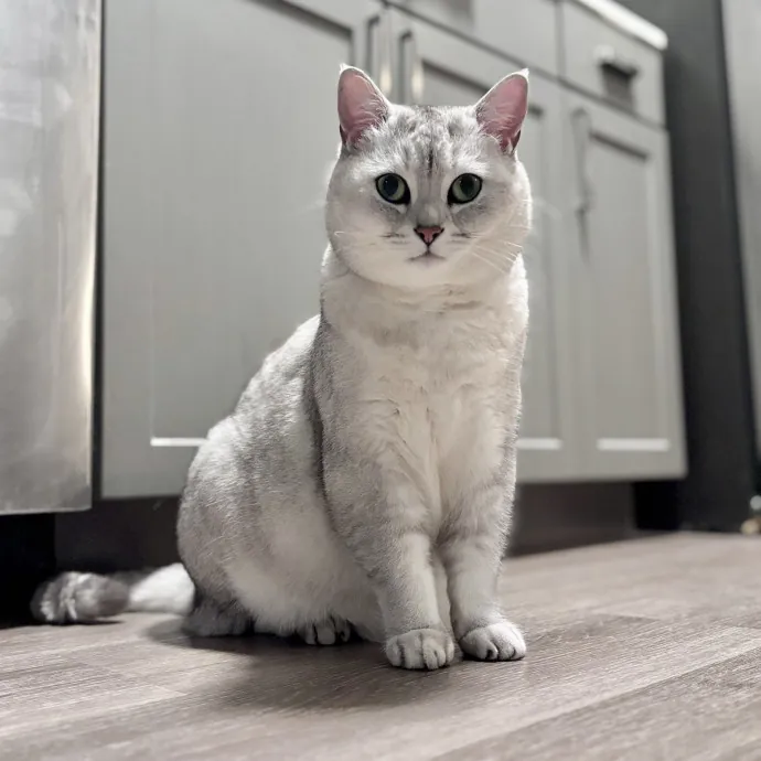 Unconditional Love From Fur To Fur 