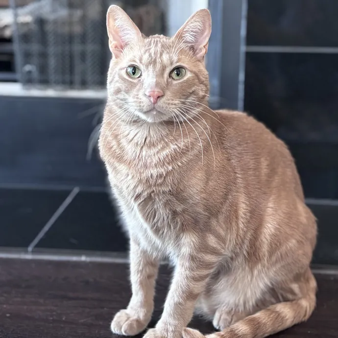 Unconditional Love From Fur To Fur 