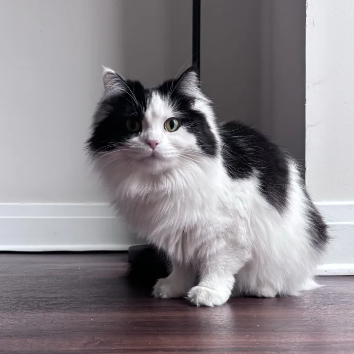 Unconditional Love From Fur To Fur 