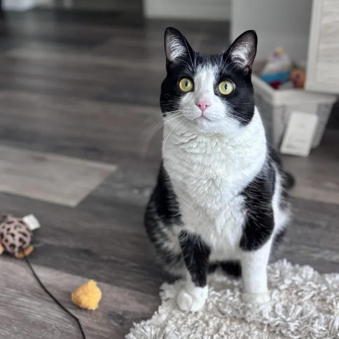 Unconditional Love From Fur To Fur 