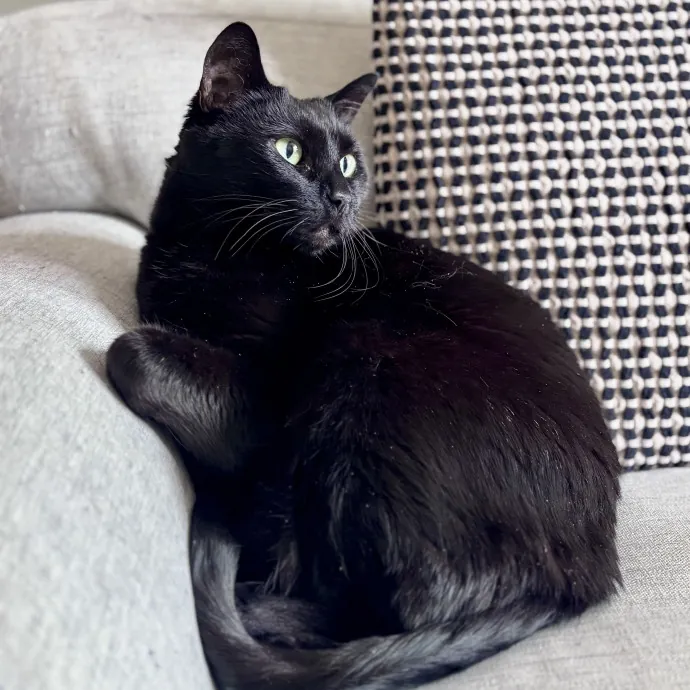 Unconditional Love From Fur To Fur 