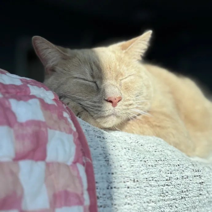 Unconditional Love From Fur To Fur 